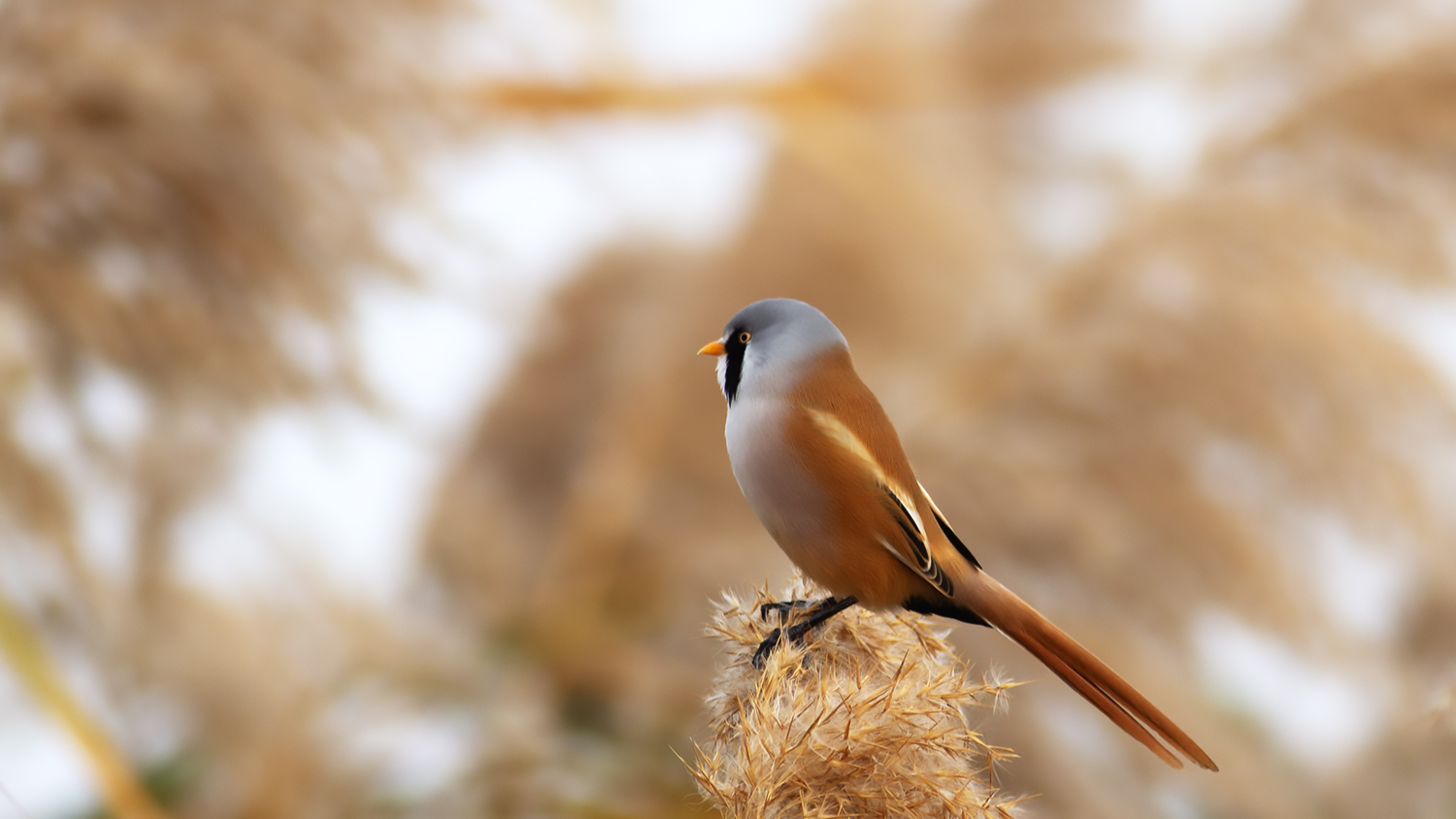 Bearded Reedling